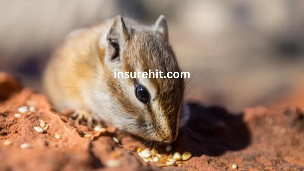 Does Intact Insurance Cover Rodent Damage