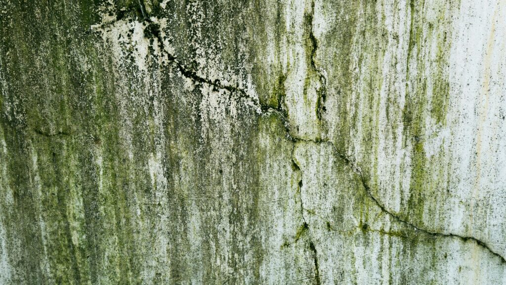 Does Renters Insurance Cover Mold Damage