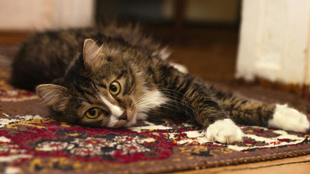 Does Renters Insurance Cover Pet Damage to Carpet